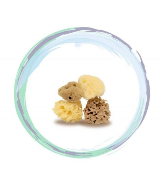 Los minitamaños de las esponjas marinas - Yumibio Espana